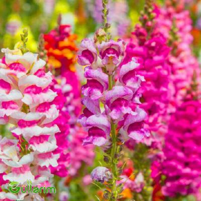Aslan qızı (Antirrhinum majus)