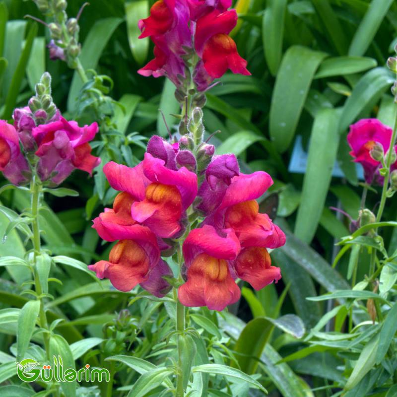 Aslan qızı (Antirrhinum majus)