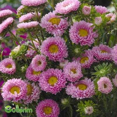 Astra (Callistephus chinensis)