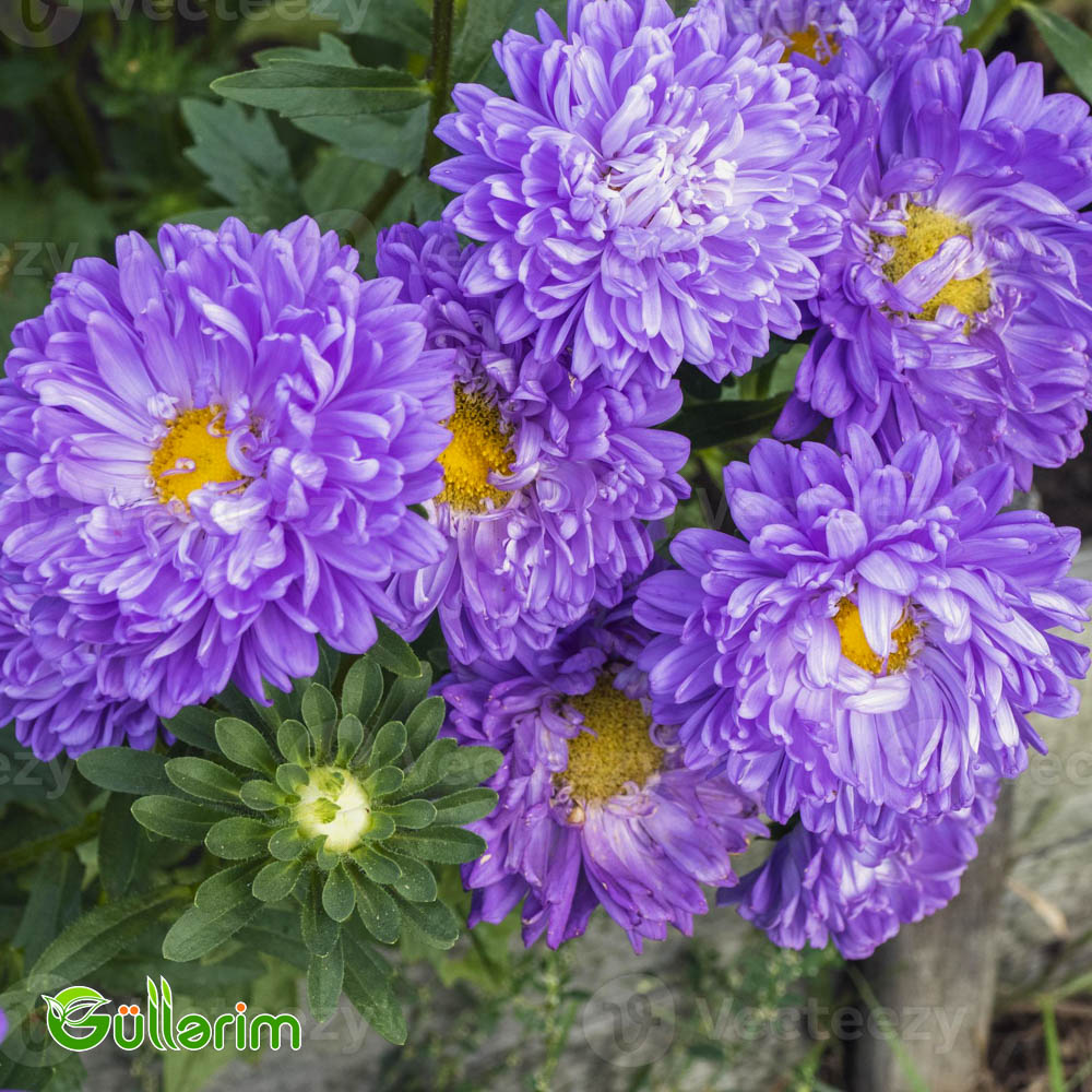 Astra (Callistephus chinensis)