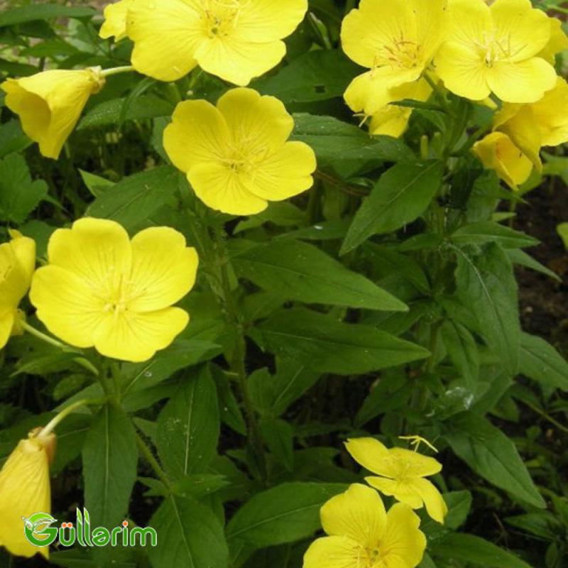 Azan gülü (Oenothera)