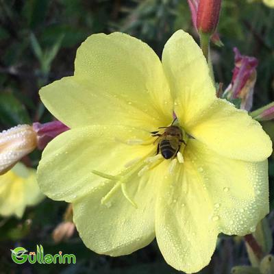 Azan gülü (Oenothera)