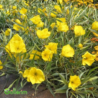 Azan gülü (Oenothera)