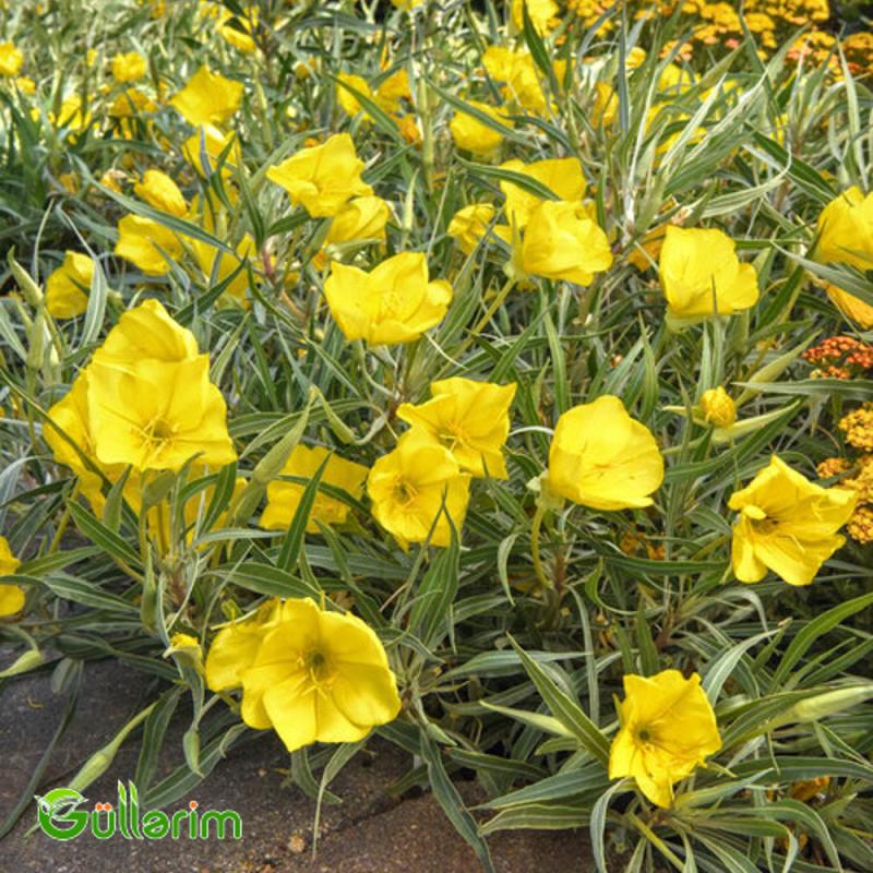 Azan gülü (Oenothera)