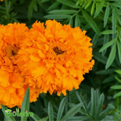 Barxat - Tagetes