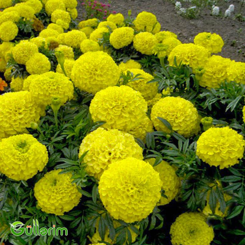 Böyükçiçəkli Barxat (Tagetes erecta)