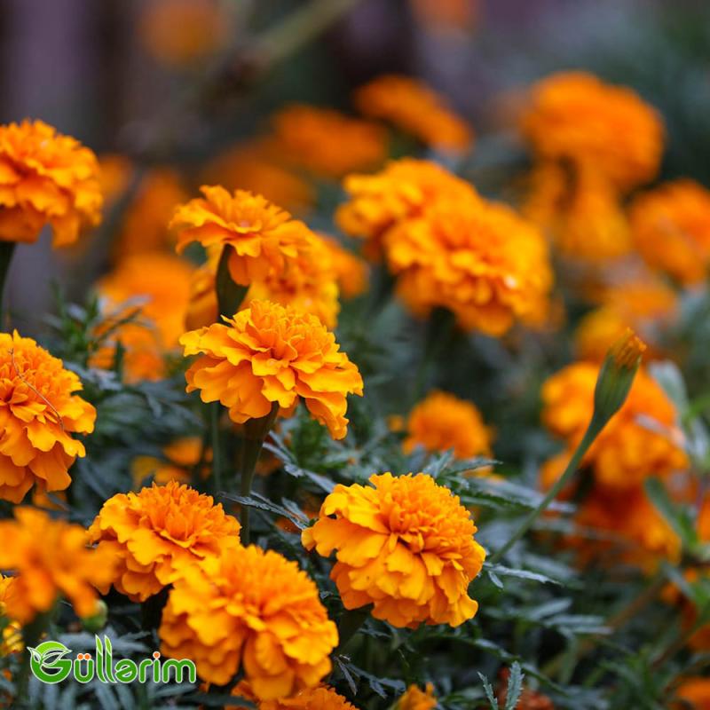 Böyükçiçəkli Barxat (Tagetes erecta)