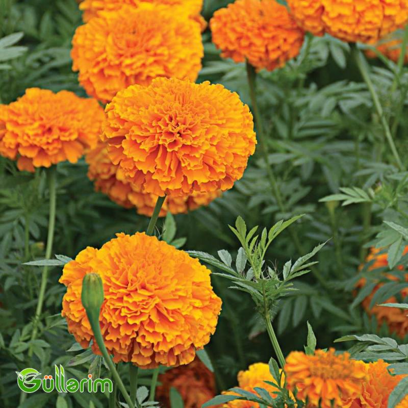 Böyükçiçəkli Barxat (Tagetes erecta)