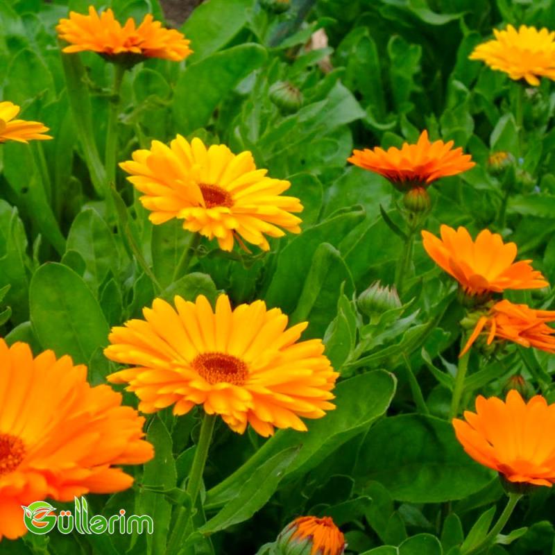 Calendula (Calendula officinalis)