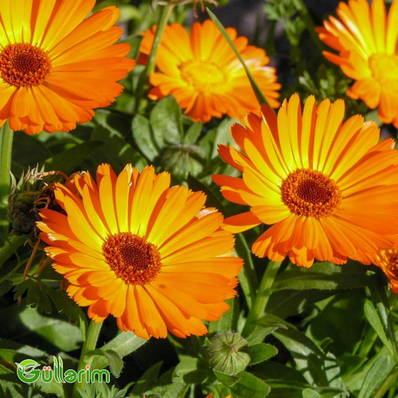 Calendula (Calendula officinalis)
