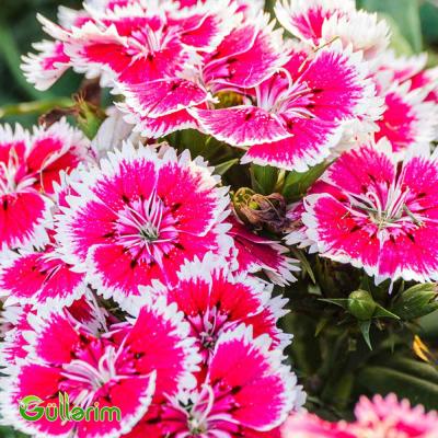 Çin Qərənfili (Dianthus chinensis)