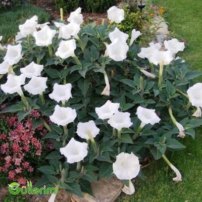 Datura (Şeytan alması" və ya "Ay çiçəyi")