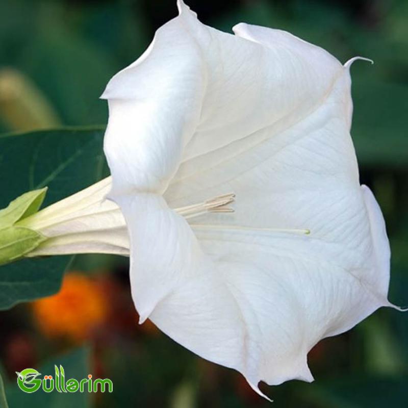 Datura (Şeytan alması" və ya "Ay çiçəyi")