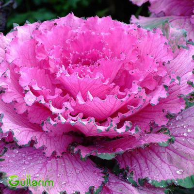 Dekorativ Kələm - (Brassica oleracea)