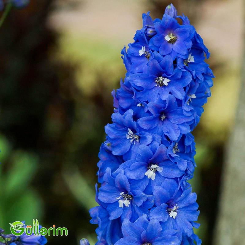 Delfinium (Delphinium)