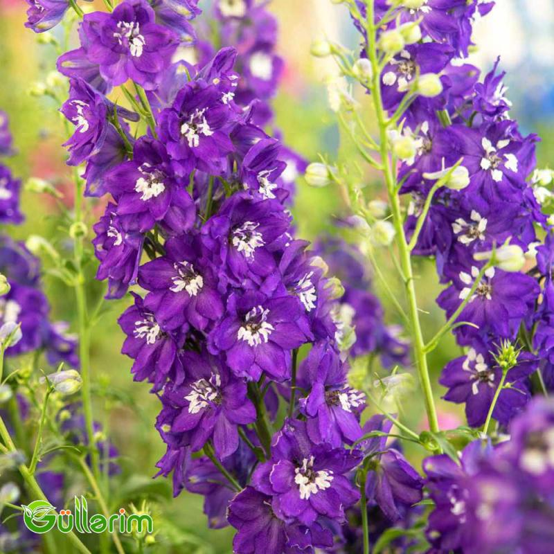 Delfinium (Delphinium)