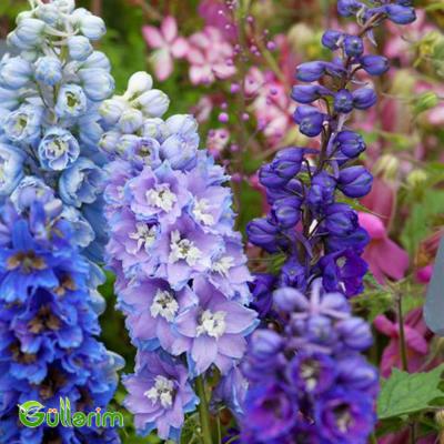 Delfinium (Delphinium)