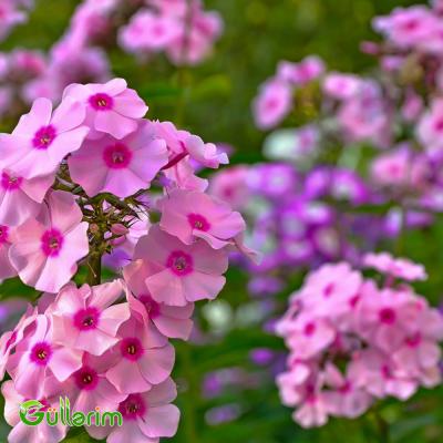 Floks Drummond (Phlox drummondii)