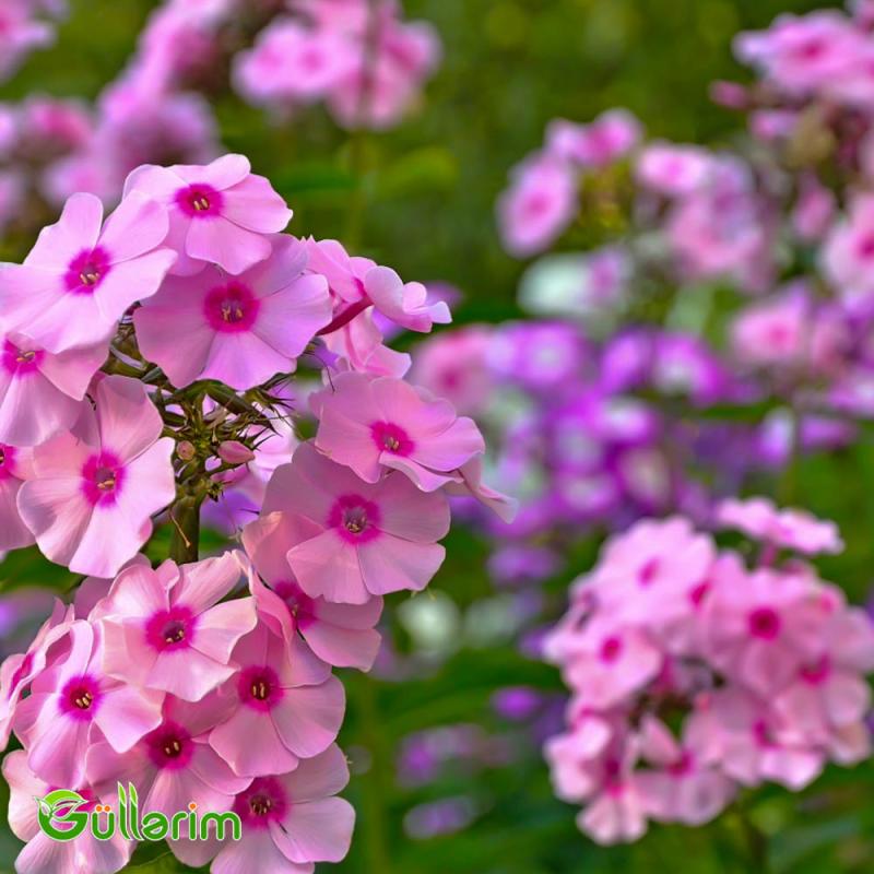 Floks Drummond (Phlox drummondii)