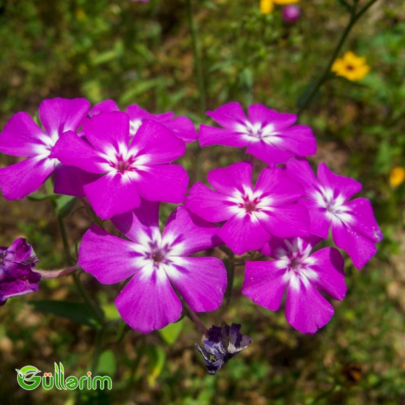 Floks Drummond (Phlox drummondii)