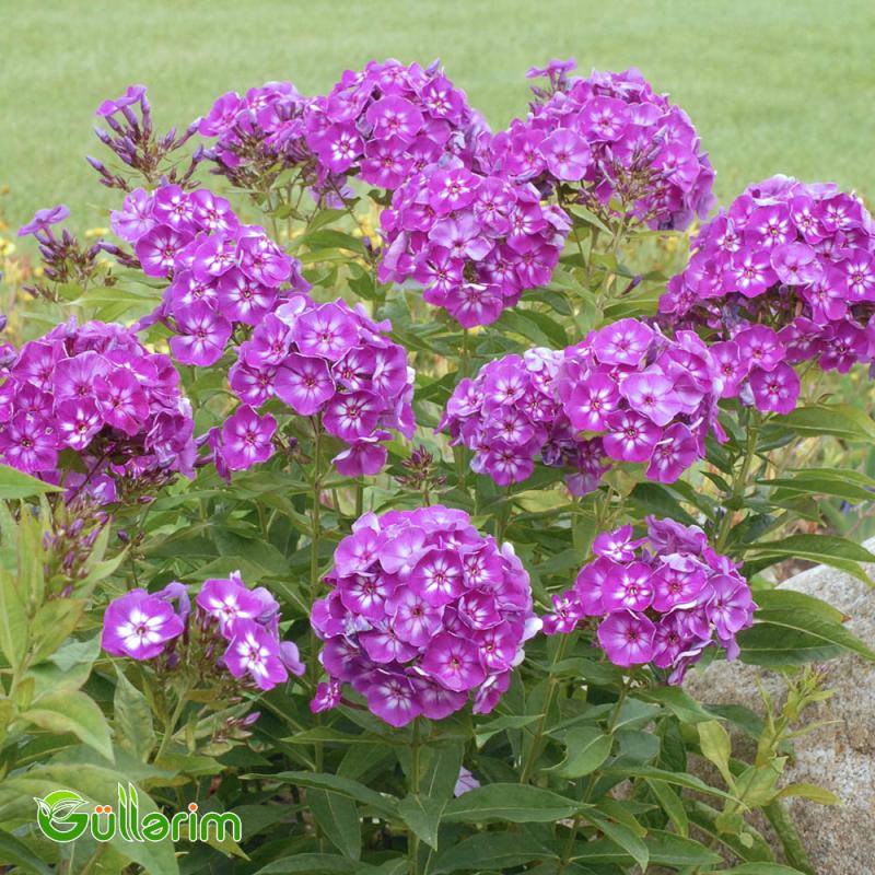 Floks (Phlox paniculata)