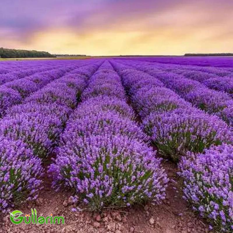 Fransız lavandası (Lavandula stoechas)