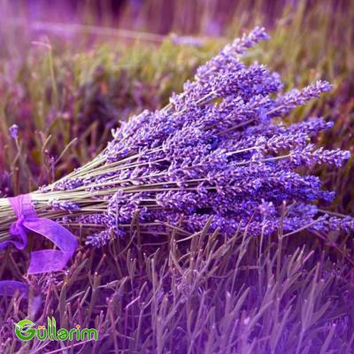 Fransız lavandası (Lavandula stoechas)