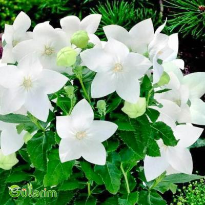 Geniş çanlı zəng çiçəyi (Campanula persicifolia)