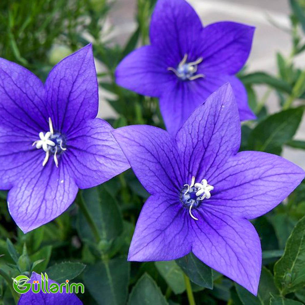 Geniş çanlı zəng çiçəyi (Campanula persicifolia)