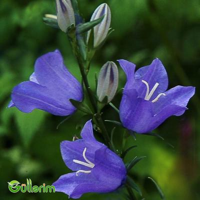 Geniş çanlı zəng çiçəyi (Campanula persicifolia)