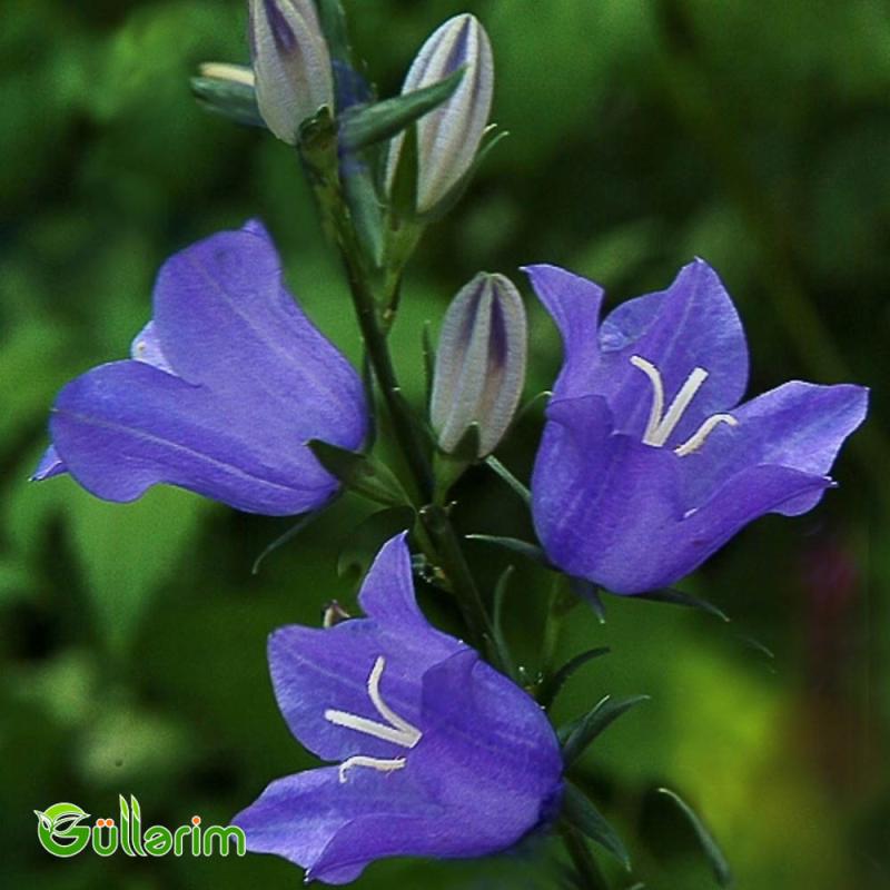 Geniş çanlı zəng çiçəyi (Campanula persicifolia)