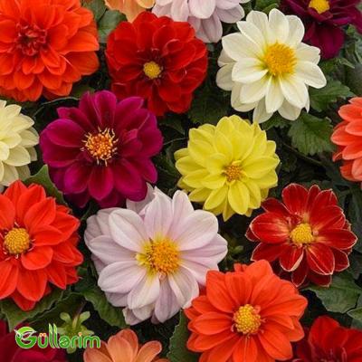 Georgin (Dahlia)