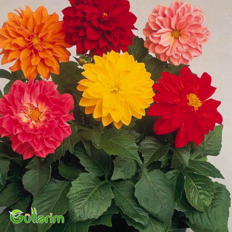 Georgin (Dahlia)