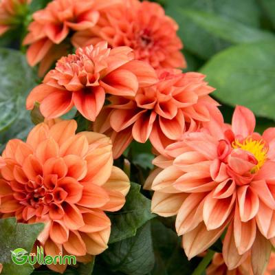 Georgin (Dahlia)