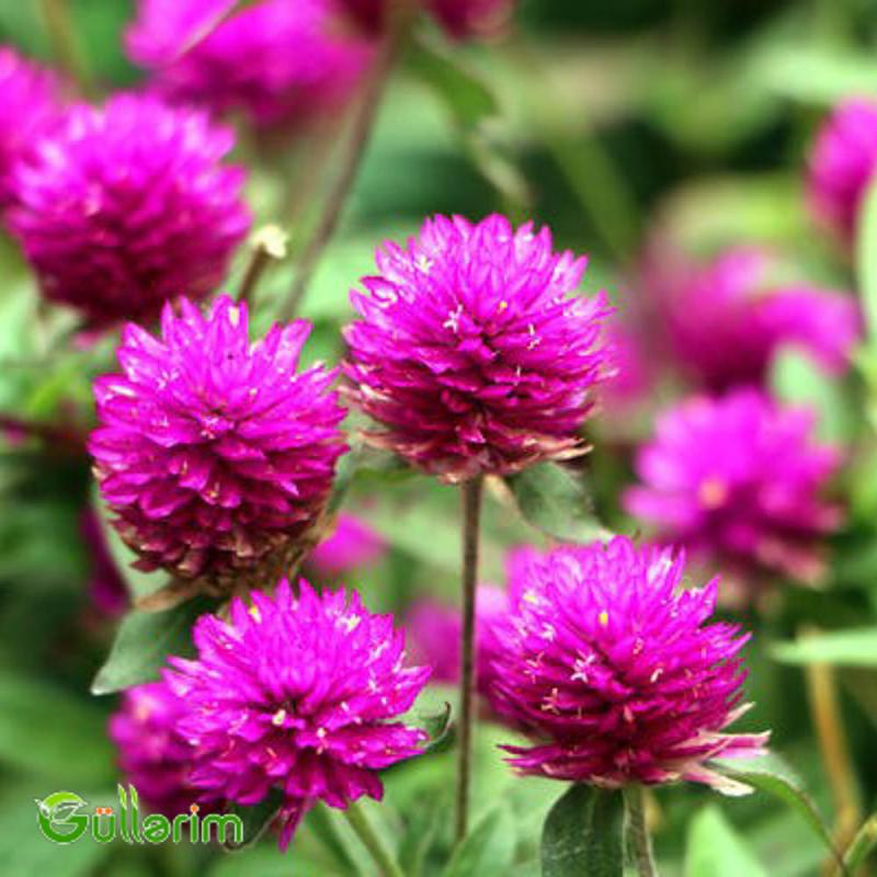 Gomfrena (Gomphrena globosa)