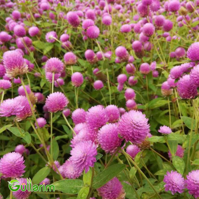 Gomfrena (Gomphrena globosa)