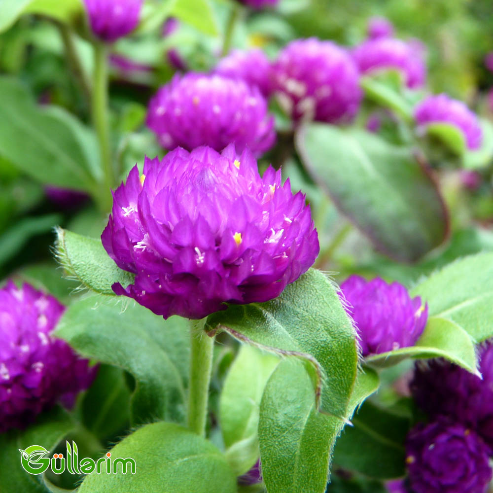 Gomfrena (Gomphrena globosa)