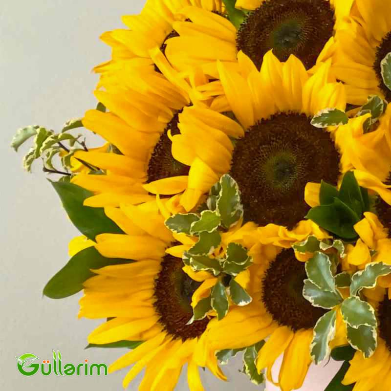 Helianthus (Bəzəkli Günəbaxan)