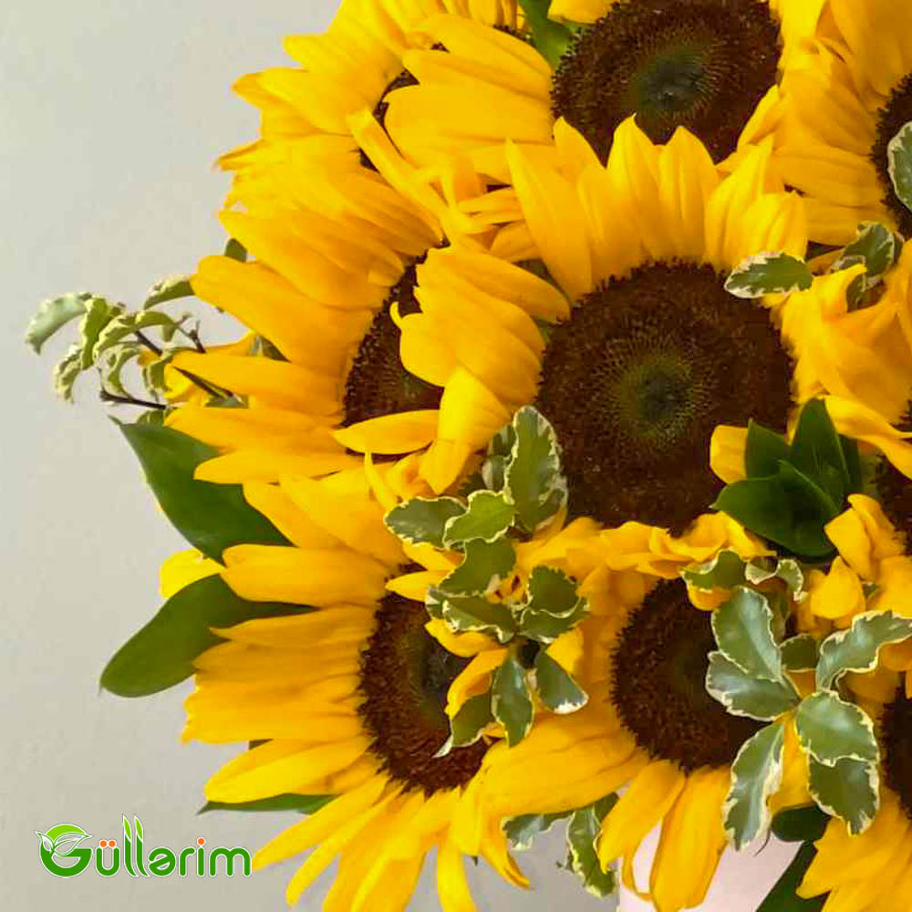 Helianthus (Bəzəkli Günəbaxan)