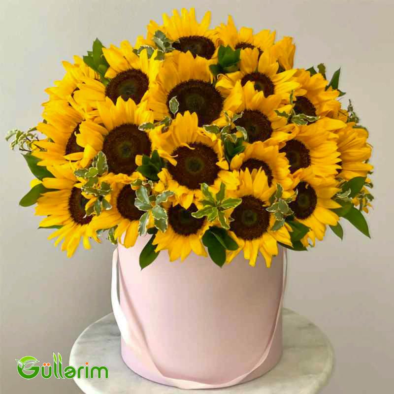 Helianthus (Bəzəkli Günəbaxan)