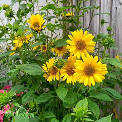 Helianthus (Bəzəkli Günəbaxan)
