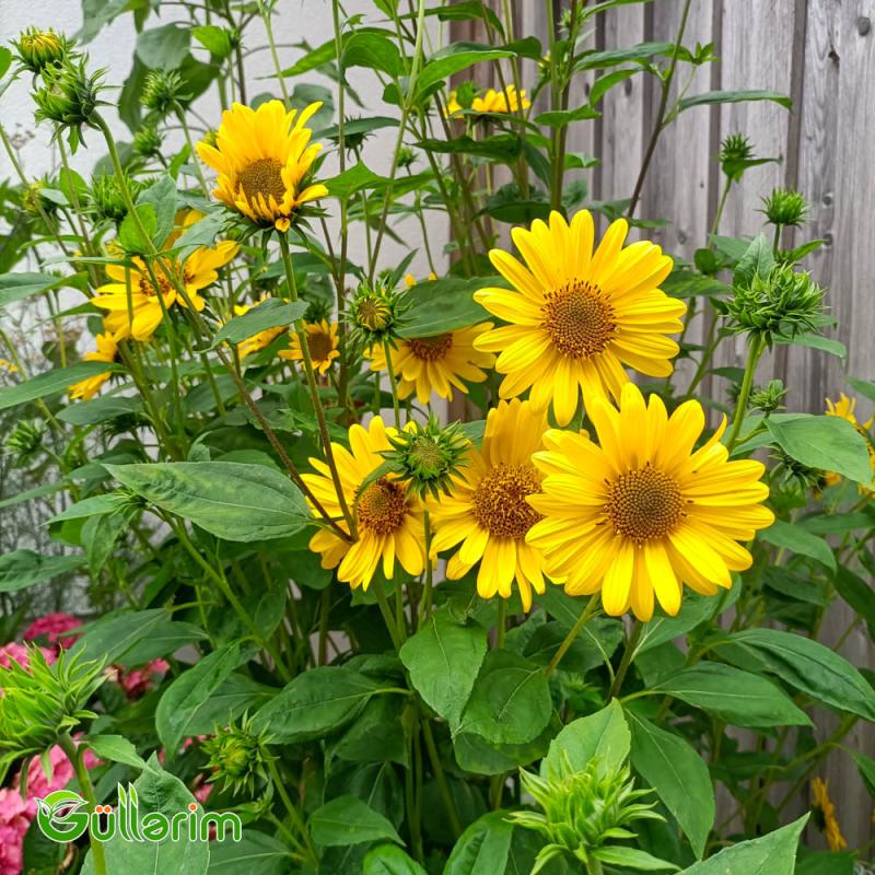 Helianthus (Bəzəkli Günəbaxan)