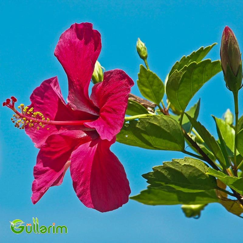 Hibiskus (Hibiscus rosa-sinensis)