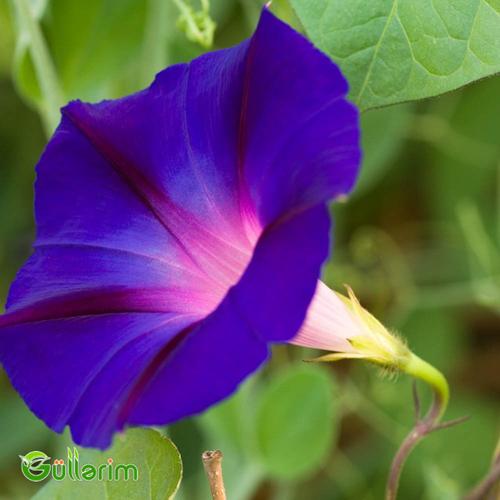 İpomeya (Ipomoea purpurea)