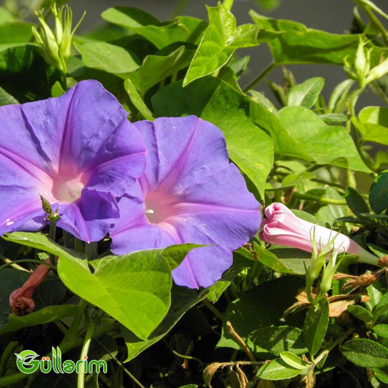 İpomeya (Ipomoea purpurea)