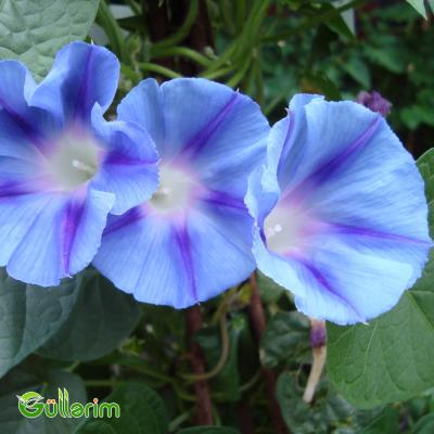İpomeya (Ipomoea purpurea)