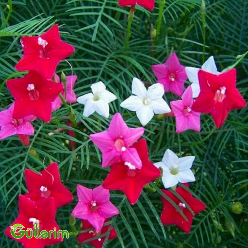 İpomeya Kvamoklit (Ipomoea quamoclit)