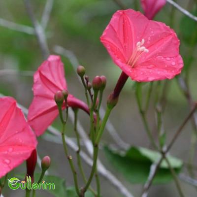 İpomeya Kvamoklit (Ipomoea quamoclit)