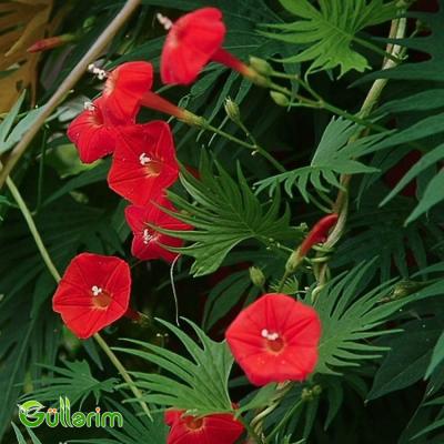 İpomeya Kvamoklit (Ipomoea quamoclit)