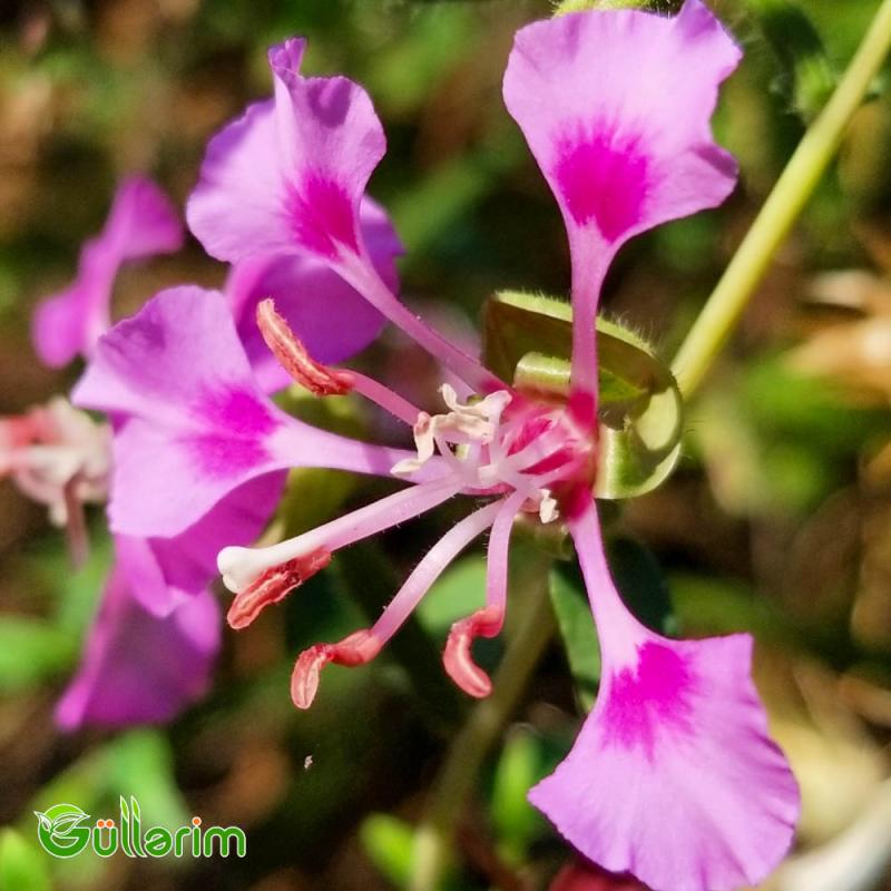 Klarkiya (Clarkia unguiculata)